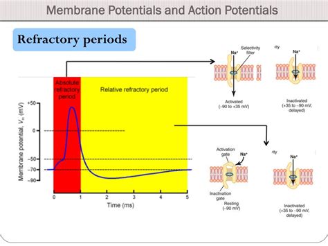 Ppt Membrane Potentials And Action Potentials Powerpoint Presentation