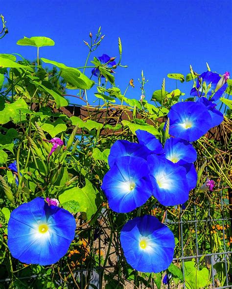 Really Blue Vine Photograph By Lynne Pedlar Pixels