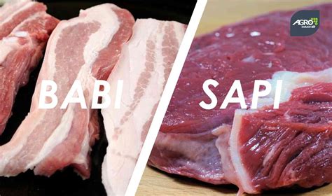 5 Perbedaan Karakteristik Daging Babi Dan Daging Sapi Agroindustri