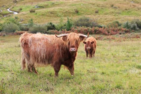 About Highland Cattle Flathead Farms
