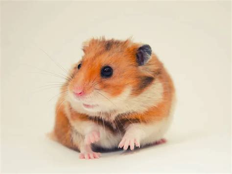 Syrian Hamster Stock Photos Royalty Free Syrian Hamster Images