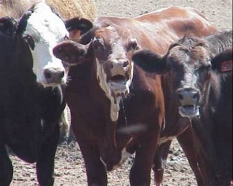 Heat Stress In Cattle Recognizing The Signs And Tips To Keep Your Cattle Cool Beef