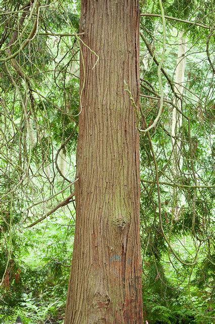 Western Red Cedar Bark Flickr Photo Sharing