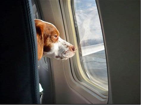 Flights with air canada and specific partners allow dogs and cats that cannot fit in the cabin to fly in checked baggage. Airline Pet Travel: Air Hollywood Offering In-Cabin Flight ...