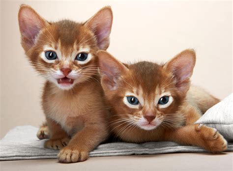 Blue Abyssinian Cats