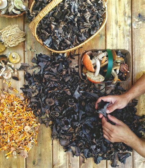 10 Things To Forage In Ontario An Edible Timeline Ontario Culinary