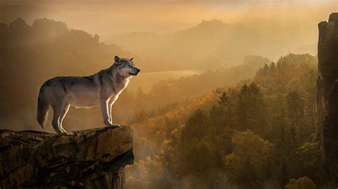 Animal Wolf Is Standing Edge Of The Mountain 4k Hd Animals