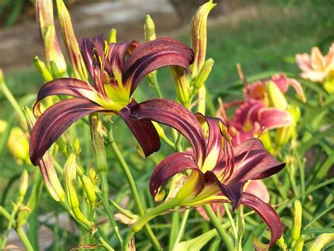 Photo Of The Bloom Of Daylily Hemerocallis Black