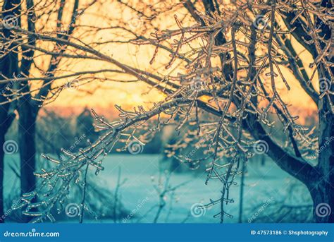 Ice Crystal Branches In The Glow Of A Sunset Retro Stock Photo