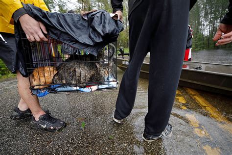 Three High Quality Photos Of Cat Rescue After Hurricane Florence Poc