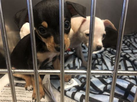 Truckload Of Rescued Chihuahuas To Be Put Up For Adoption In Dc Wtop News