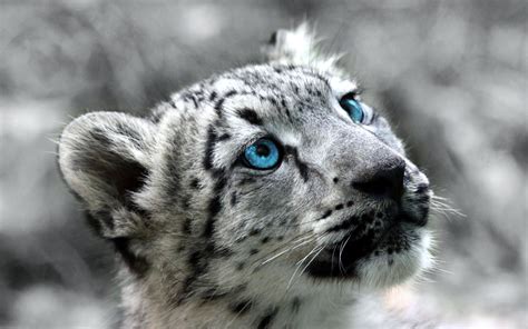 Snow Leopard Full Hd Wallpaper And Background Image 2560x1600 Id411896