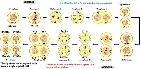 Maybe you would like to learn more about one of these? Meiosis | Mitosis - Meiosis Comparison | PMF IAS
