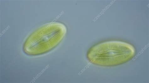 Diploneis Diatoms Light Microscopy Stock Video Clip K0052015
