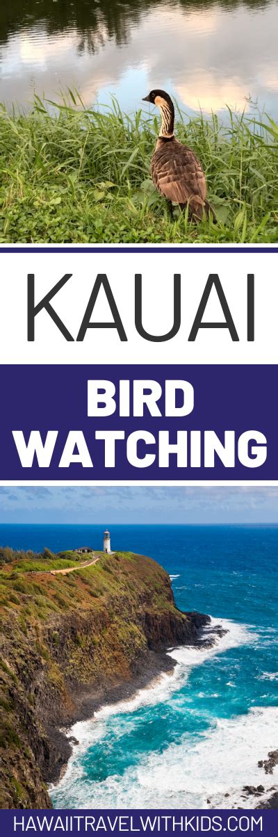 Kauai Bird Watching Guide Hawaii Travel Kauai Hawaii Travel Guide