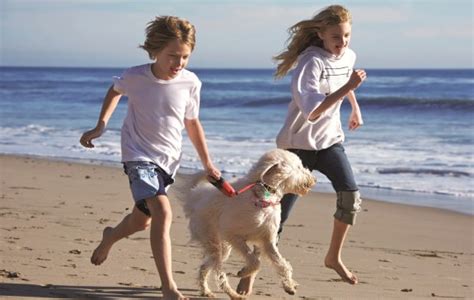 Looking for a pet friendly campground in oregon? Oregon Coast Pet Friendly Hotels in Cannon Beach & Newport ...