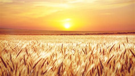 Wheat Sunset Wallpaper