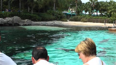 Dolphin Cove Seaworld Orlando Hd 1080p Youtube