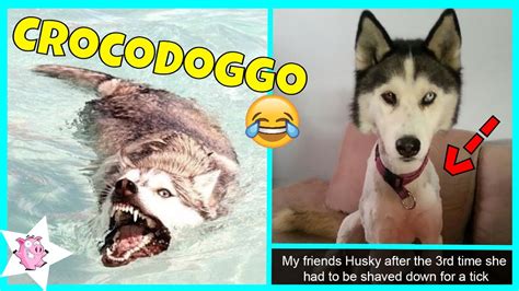 The Funniest Posts About Huskies Youtube