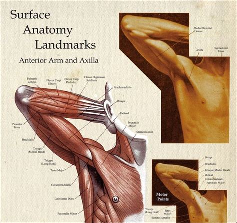Human Muscle Surface Anatomy Landmarks Upper Body Poster 24 X 36