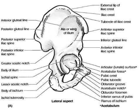 Learn Anatomy Online Hip Bone