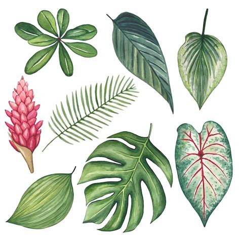 Premium Vector Collection Of Tropical Leaves Watercolor