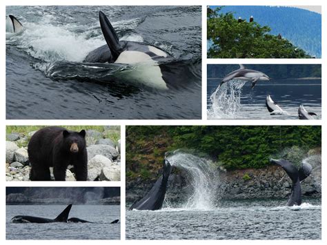 British Columbia Whale Watching Vancouver Island Orca