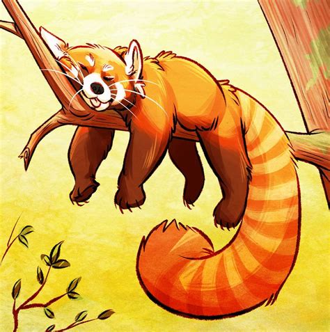 Red Panda Panda Drawing Panda Art Cute Animal Drawings