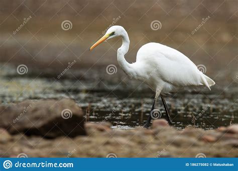 Great White Egret Ardea Alba Big White Bird Standing In The Water