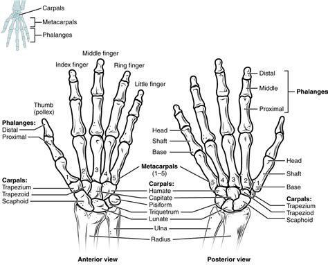 The Bones Of The Hand And Wrist Anatomy Medicinecom