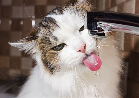 What we have been doing now is to offer him water whenever he is awake or after playing etc, but the water bowl is not. Home Remedies for Urinary Tract Problems in Cats | Animals - mom.me