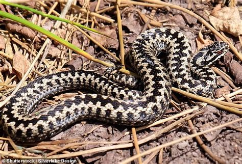 Snakes In Uk Surge In Venomous Adders On Britains Beaches Daily