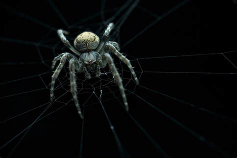 Download Spider Web Arachnid Animal Spider Hd Wallpaper