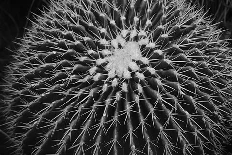 Free Download Hd Wallpaper Grayscale Photo Of Ball Cactus Black And