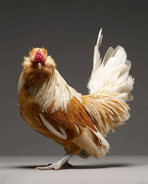 Portraits Of Most Beautiful Chickens On The Planet Capture Their