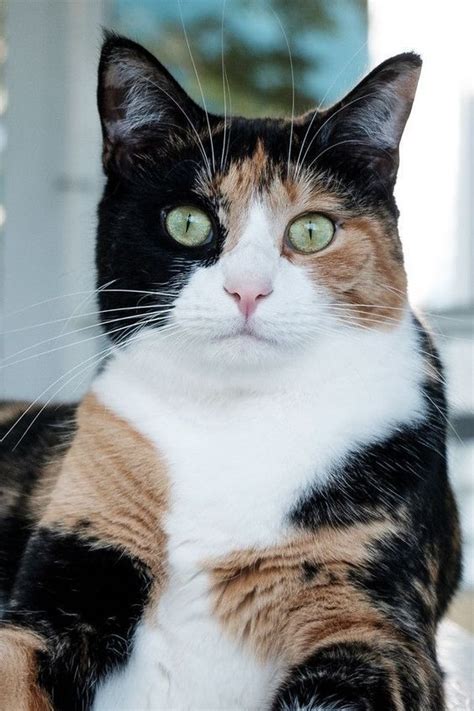 Cat Facts Why Are Calico Cats Almost Always Female Cattime Cute