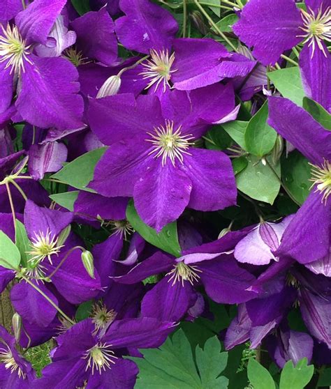 The plant is actually a hybrid that was borne from the clematis viticella and clematic lanuginose. Clematis jackmanii | Clematis jackmanii, Clematis ...