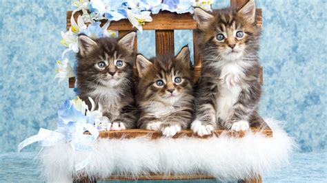 Three Kittens