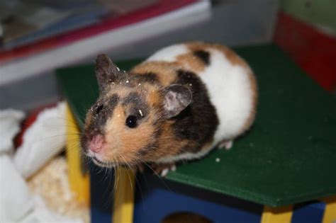 Black Tortoiseshell And White Syrian Female Augustine Syrian Hamster