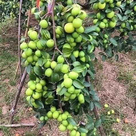 Plants Full Sun Exposure Thai Green Apple Ber Plant For Fruits At Rs 32plant In Bhubaneswar