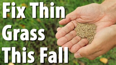 Overseeding is a great way of making your lawn grow thick and full. Fall Overseeding | Repair Bare Spots on Your Lawn - YouTube