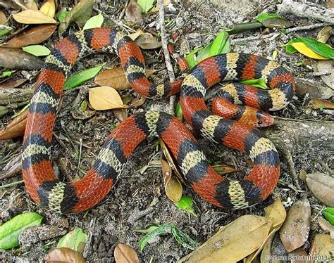 Cemophora Coccinea Scarlet Snake Usa Snakes Amphibians Mammals