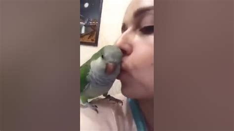 Cute Parrot Kisses Women Youtube
