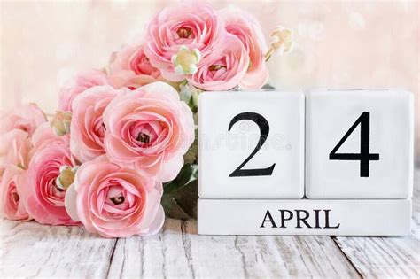 April 24th Calendar Blocks With Pink Ranunculus Stock Photo Image Of