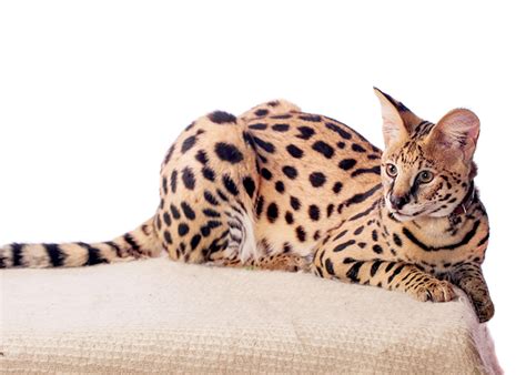 7 Domestic Cats That Look Like Cheetahs And Leopards With Pictures