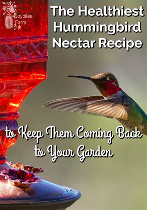 The Healthiest Hummingbird Nectar Recipe So Theyll Come Back Next Year