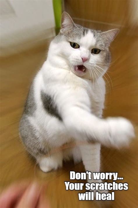 Dont Touch Me Lolcats Lol Cat Memes Funny Cats Funny Cat