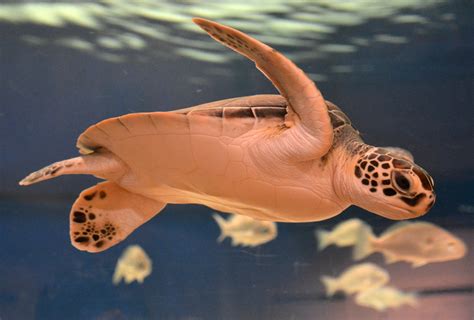 Sea Turtle Adaptations Sea Turtle Exploration