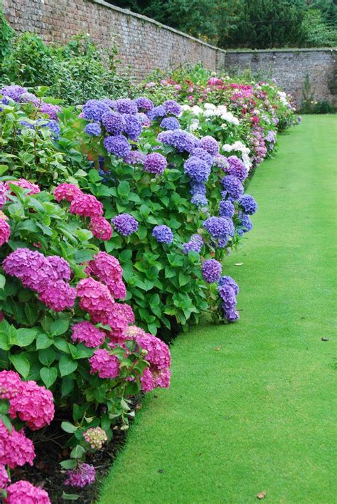 Hosta Hydrangea Border Creating A Hydrangea Garden Design Can Include
