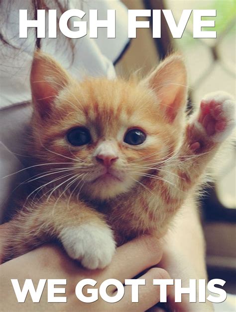 Exam Motivationemergency Kitten Break Cute Animals Kittens Cutest